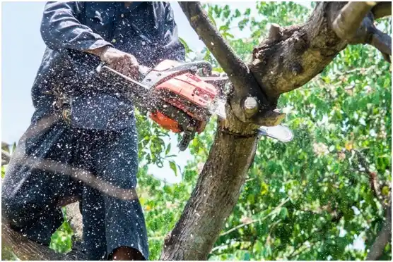 tree services Peavine